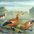 ruddy shelduck free clipart