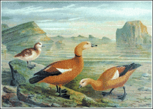 ruddy shelduck free clipart