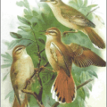 rufous bush robin free clipart