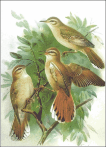 rufous bush robin free clipart