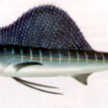 sailfish free clipart