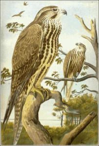 saker falcon free clipart