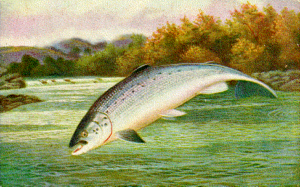 salmon free clipart
