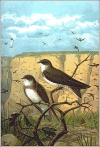 sand martin free clipart