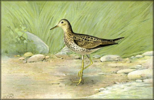 sandpiper free clipart