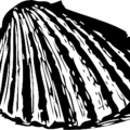 scallop shell bw free clipart