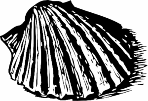 scallop shell bw free clipart