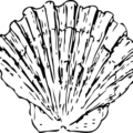 scallop shell free clipart