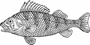 scaly fish free clipart
