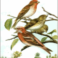 scarlet grosbeak free clipart