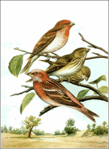 scarlet grosbeak free clipart