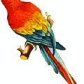 scarlet macaw free clipart