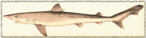 school shark free clipart