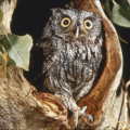 screech owl free clipart