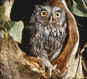 screech owl free clipart