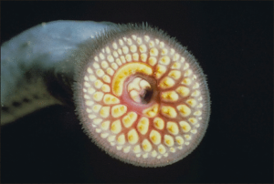 sea lamprey free clipart