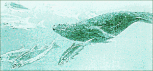 sea lion and fish free clipart