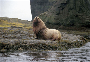 sea lion bull free clipart