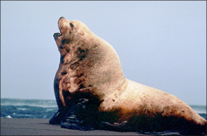 sea lion bull free clipart