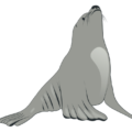 sea lion cartoon free clipart