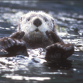 sea otter free clipart