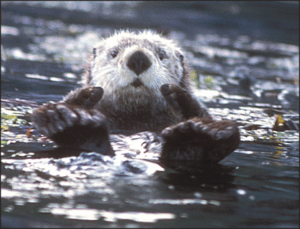 sea otter free clipart