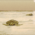 sea tortoises coming ashore free clipart