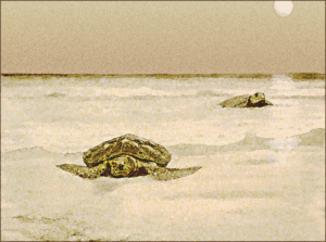 sea tortoises coming ashore free clipart