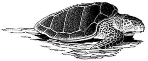 sea turtle bw free clipart