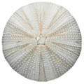 sea urchin free clipart