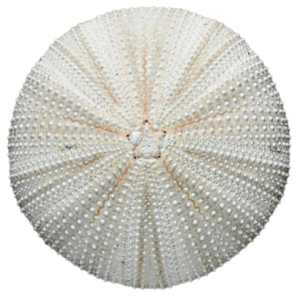 sea urchin free clipart