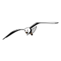 seagull free clipart