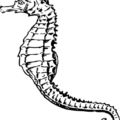 seahorse free clipart