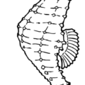 seahorse free clipart