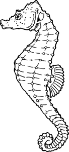 seahorse free clipart