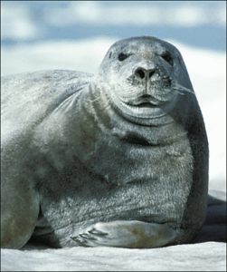 seal bearded free clipart