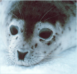 seal closeup free clipart