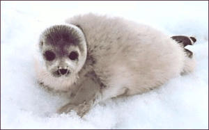 seal pup free clipart
