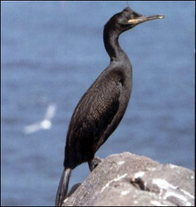 shag free clipart