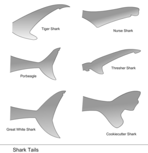 shark tail shapes free clipart