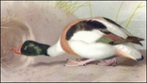 shelduck free clipart