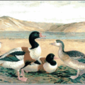 shelduck free clipart