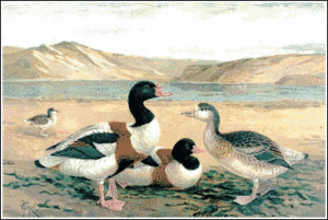 shelduck free clipart