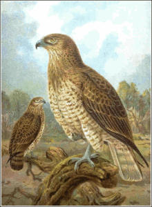 short toad eagle free clipart