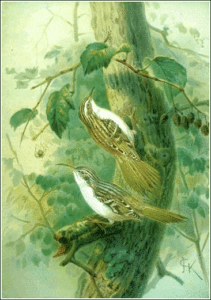 short toed tree creeper free clipart