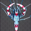 shrimp free clipart