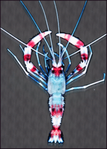 shrimp free clipart