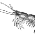 shrimp bw free clipart