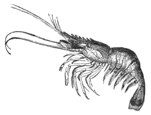 shrimp bw free clipart