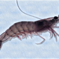 shrimp free clipart